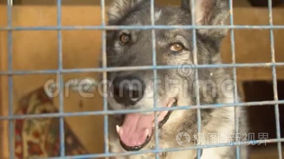 一只笼子里的狗的悲伤表情视频