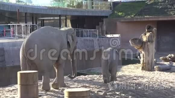 非洲大象宝宝和妈妈。 动物世界。 大象家庭的妈妈和宝宝在阳光明媚的天气里行走