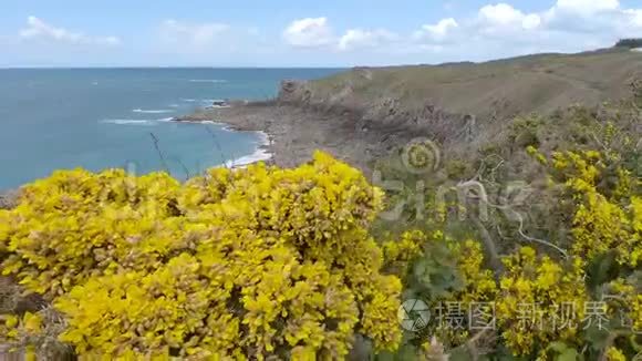 在布里特妮的风中飘动的黄花视频