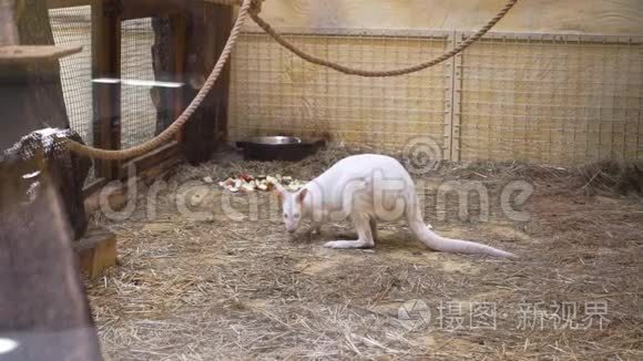 白袋鼠在动物园视频