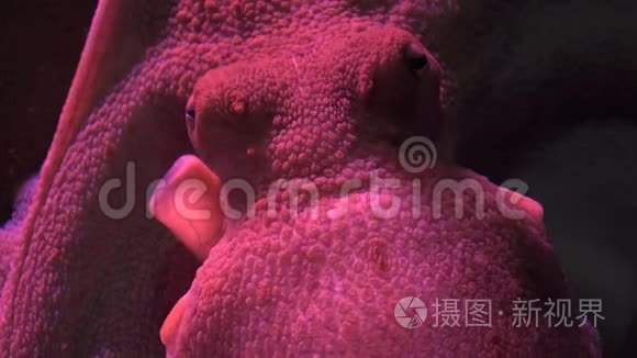 海洋生物章鱼视频