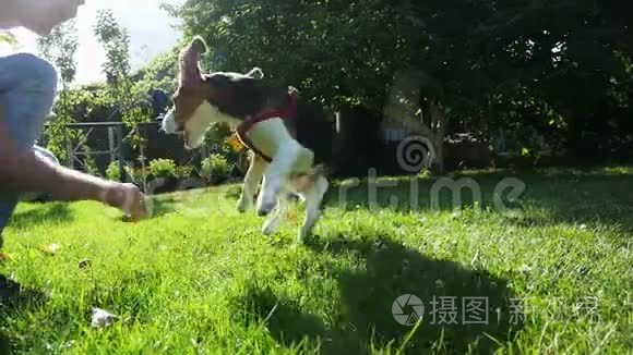 男人和他的狗在草地上玩耍，一只有趣的小猎犬跳着咬着，在公园里散步