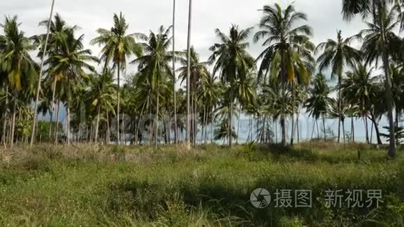 海边的棕榈树。 阳光明媚的一天，泰国海滩上的椰子棕榈树和绿草。 热带种植