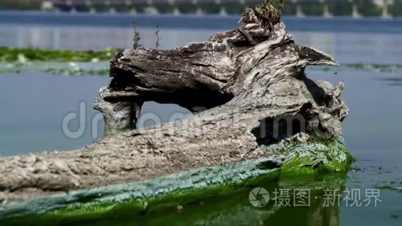 在污染的河流中近海的近景日志视频