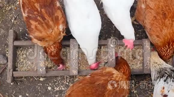 漂亮的家鸡在院子里吃小麦视频