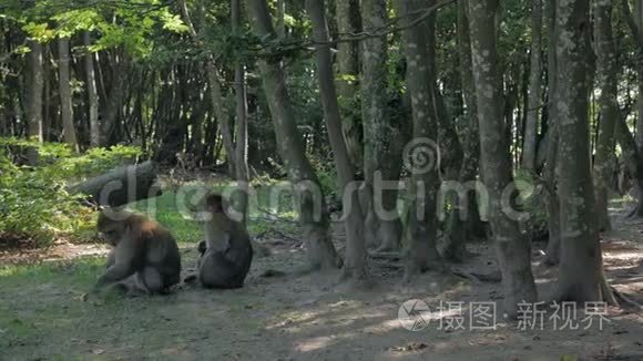 猴子在森林里寻找食物