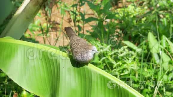 斑马湾栖息在香蕉叶上视频