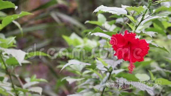 芙蓉花近在农家.