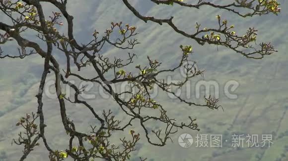 樱花树枝视频