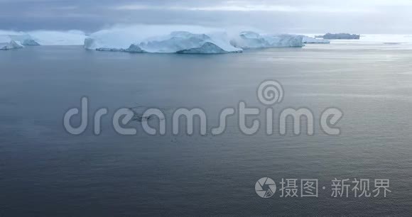 格陵兰岛冰山上的一群长须鲸的空中无人机。 5座头鲸侵犯北极自然