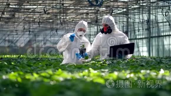 人们在温室里工作，把液体倒进植物罐。 基因改造食品概念..