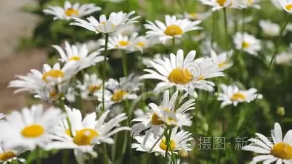 美丽的雏菊花在春天的草地上。 白花在夏田里摇动风。 特写
