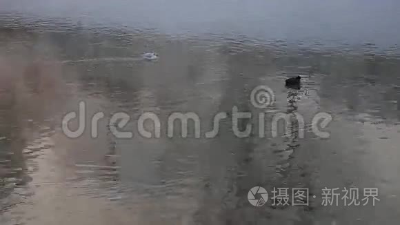 海鸥和鸭子在水上视频