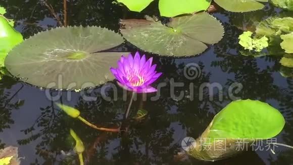 美丽的紫莲花粉虫吸虫视频