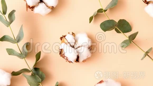 米色背景的棉花和桉树视频