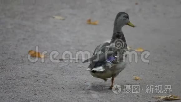 寂寞野鸭滑稽走近景视频