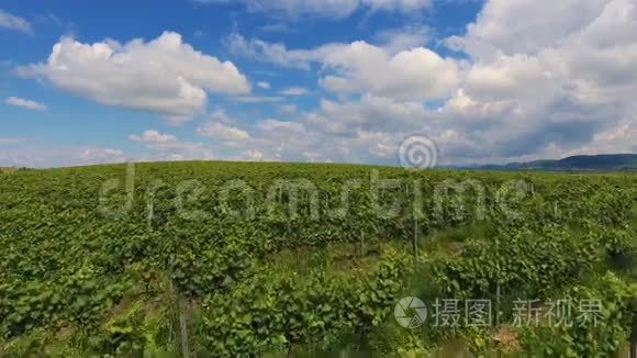 乡村葡萄园农业景观酒庄收获乌克兰欧洲