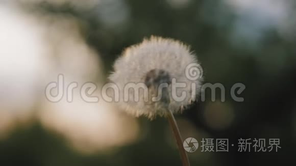 白色的蒲公英花被风吹走了视频