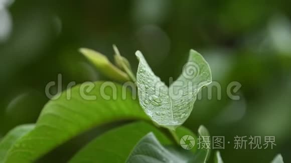 季风雨和水滴减轻叶片应力视频