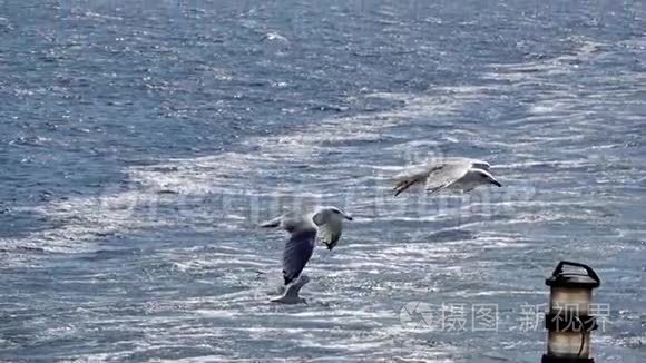 海鸥飞越海洋视频