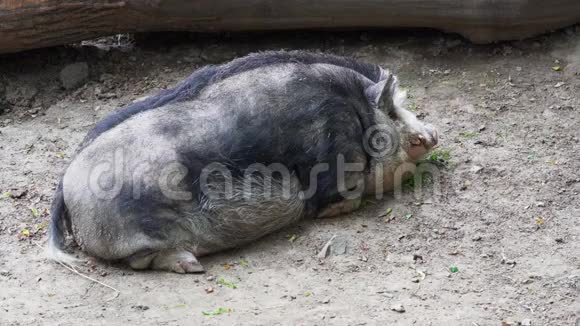 芒果-一种大品种的家猪-躺在地上休息，只有呼吸可见视频的预览图