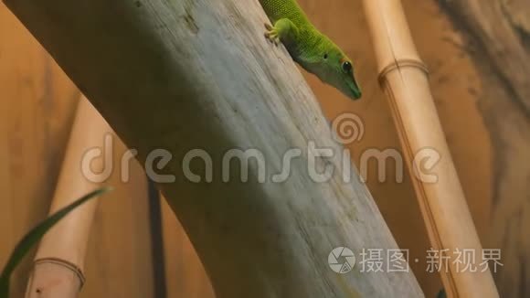 巨大的马达加斯加绿蜥蜴