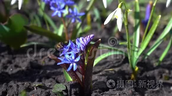 蜜蜂在报春花上采集花蜜视频