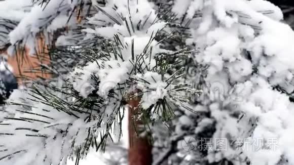 冷杉树枝上的雪