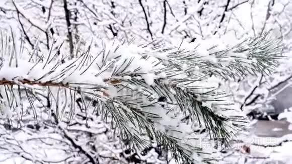 冷杉树枝上的雪视频
