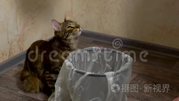 小猫用垃圾袋控制垃圾桶的收集视频