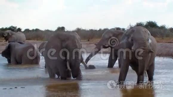 非洲水坑里大象家庭洗澡行动视频