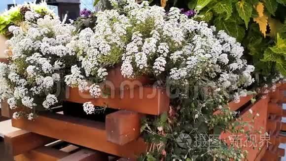 家庭花园中不同植物的花的特写视频