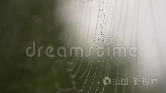 蜘蛛网和露水视频