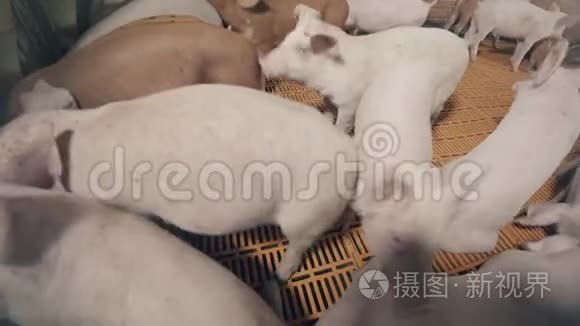 一群猪在农场院子里沙沙作响