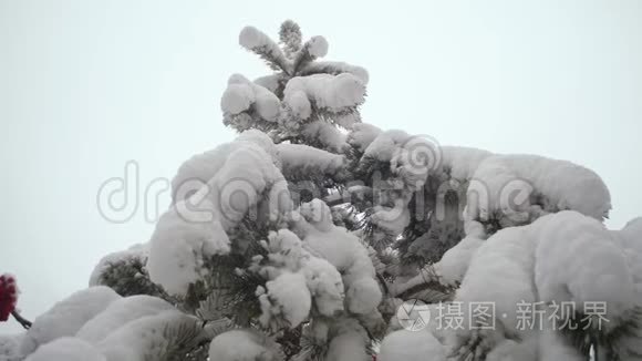 乌云密布的天空覆盖着厚厚的云杉。 冬天在一个圣诞公园里，松枝上覆盖着雪。 雪
