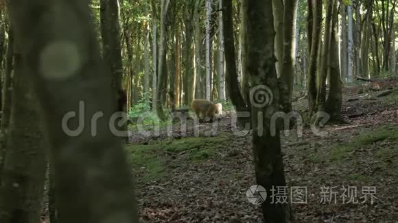 野生猴子在森林里吃