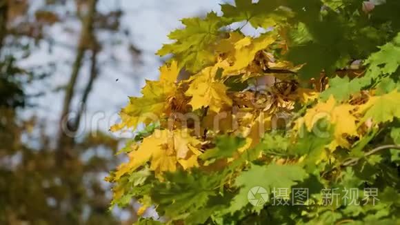 秋天树上五颜六色的叶子上吹着风