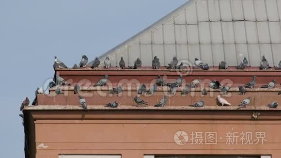 鸽子污染城市房屋屋顶的粪便视频