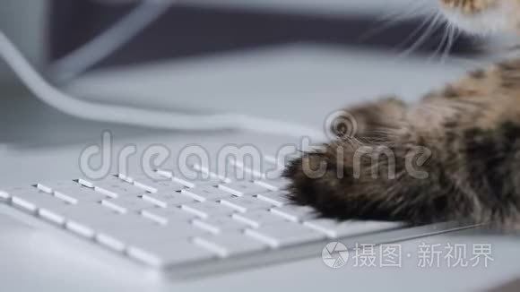 泰比猫正在电脑键盘上输入文字视频