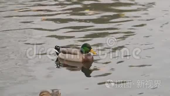 一群野鸭漂浮在平静的河面上视频