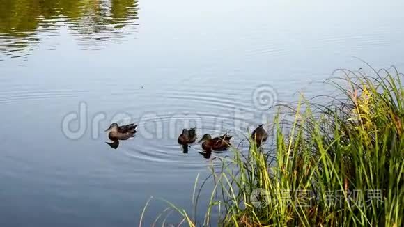 一家家野鸭在湖里游泳视频