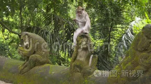 猴子坐在猴子雕塑的头上视频