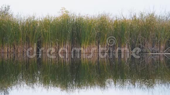 河流芦苇或甘蔗的景色视频