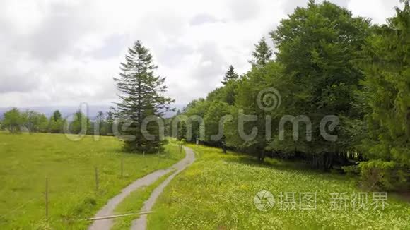 沿着徒步旅行的小路，前方的空中覆盖着绿色的草地，覆盖着鲜花和松树。 德国黑森林。 坏坏坏坏