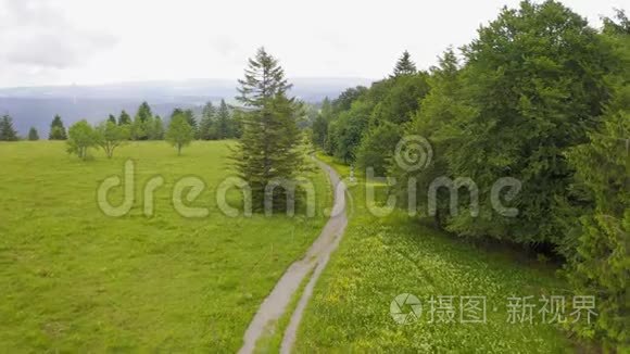 沿着徒步旅行的小路，前方的空中覆盖着绿色的草地，覆盖着鲜花和松树。 德国黑森林。 坏坏坏坏