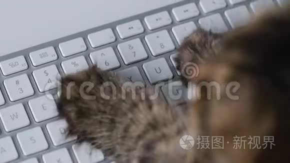 泰比猫正在电脑键盘上输入文字视频