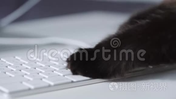 黑猫正在电脑键盘上输入文字视频