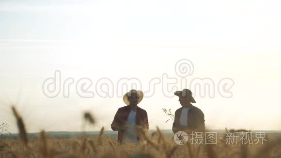 农业耕作剪影两个农民男子团队红脖子在一个田野检查小麦作物在日落。 男性农民