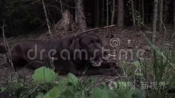 巧克力拉布拉多躺在草坪上，在傍晚的森林里啃食