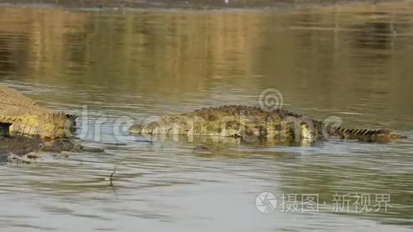 尼罗河鳄鱼从水中出现视频